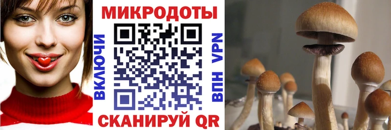 купить   Верещагино  Псилоцибиновые грибы ЛСД 